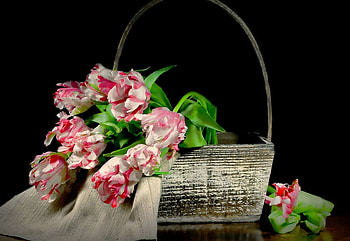 tulips, basket, still life, red white HD wallpaper