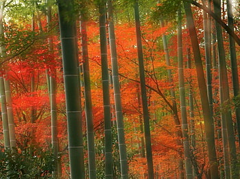 Bamboo Forest Arashiyama Park Japan , landscape, nature, forest HD wallpaper