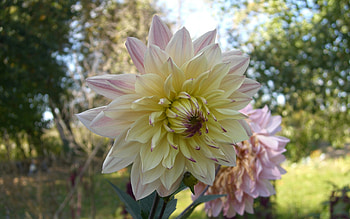 Plants, Flowers HD wallpaper
