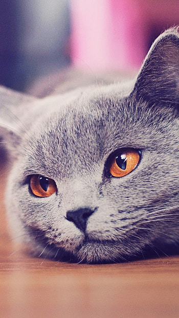 A Cute, Cute Cat HD phone wallpaper