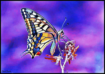 On the top, blue and pink background, blue, white, plant, brown, butterfly, top, gold HD wallpaper