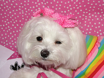 Pretty princess, sweet, white, polka dots, dogs, ribbons, colors, bleu, orange, pink, rainbow, pretty, animals, green, yellow, princess HD wallpaper