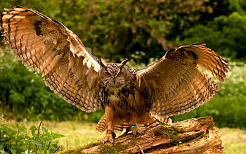 owl, grass, bird, shrub HD wallpaper