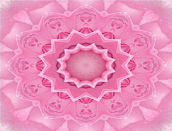 Kaleidoscope of Pink Roses, pink, roses, petals, flower HD wallpaper