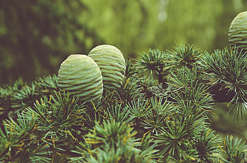 Nature, Cones, Wood, Tree, Needles HD wallpaper