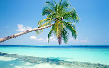 Blue shore, Palm tree , , Relaxing HD wallpaper