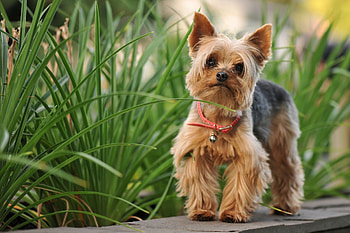 Yorkshire Terrier, Yorkshire terrier , mobile backgrounds HD wallpaper