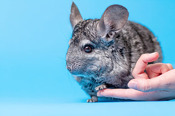 Chinchilla , Cute and fluffy, Playful rodent, Pet lovers HD wallpaper