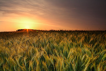 Fields of Gold, clouds, sun, color, yellow HD wallpaper