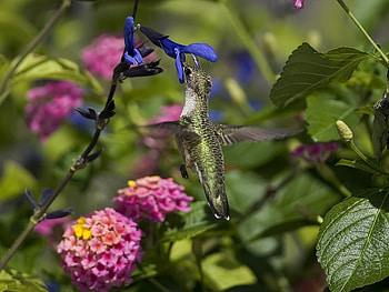 Animals, Flowers, Humming-Birds, Bird, Beautiful, Branch, Flight HD wallpaper