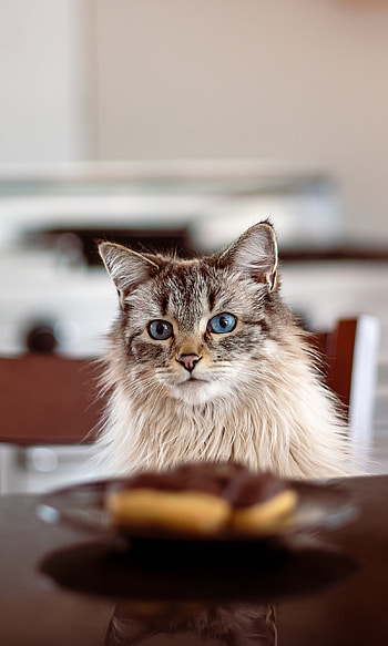 Curious Kitchen Cat — , Animal, cat HD phone wallpaper