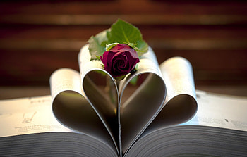 Flowers, Flower, Lies, Rose Flower, Rose, Book, Reversal, Centerfold HD wallpaper