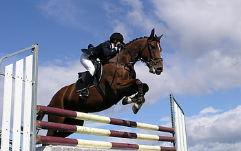 Jumping, Show jumping, Competitive sport, -worthy HD wallpaper