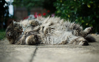 Animals, Cat, Fluffy, To Lie Down, Lie, Fat, Thick, Playful HD wallpaper