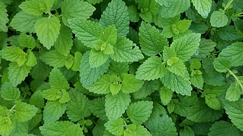 Lemon Balm ingredients, Sleep quality, Aphrodisiac properties, Strength enhancer HD wallpaper