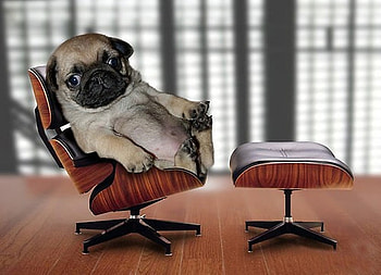 JUST RELAXING, animal, dog, puppy, cute, pug HD wallpaper