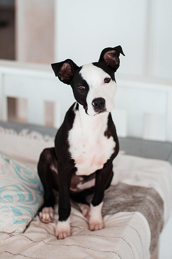 Animals, Dog, Puppy, Terrier, American Terrier HD phone wallpaper