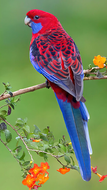 Parrot birds, PC HD phone wallpaper
