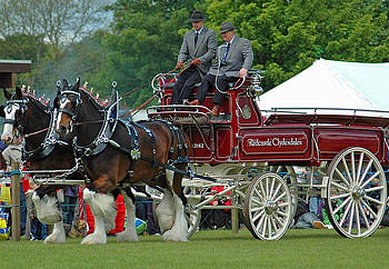 Horse Carriage, cool HD wallpaper