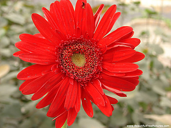 RADIANT RED, plant, lovely, red, flower HD wallpaper