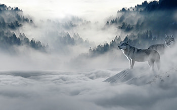 Wolves For PC HD wallpaper