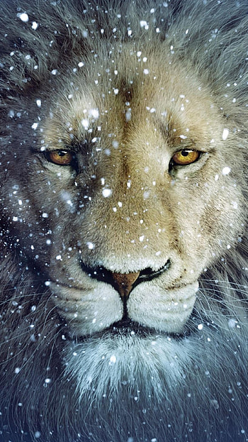 The Chronicles of Narnia: The Voyage of the Dawn Treader (2022) movie HD phone wallpaper