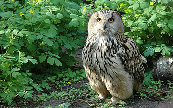 Animals, Birds, Owl HD wallpaper