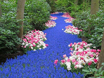 FOREST CARPET, blue, roses, forests, spring, purple, parks, green, trees, flowers HD wallpaper