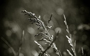 Grass, Macro, Field, Bw, Chb, Wind HD wallpaper