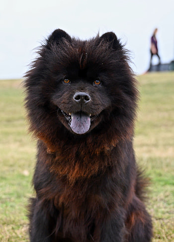 Chow Chow , Best , High-quality visuals, Stunning HD phone wallpaper