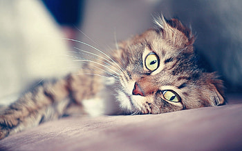 Animals, Cat, To Lie Down, Lie, Muzzle, Greased, Smeared HD wallpaper