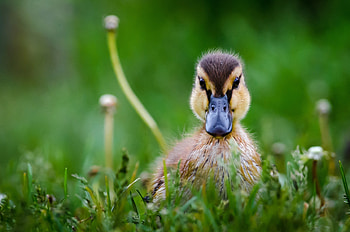 Adorable ducklings, Soft yellow down, Precious innocence, Cute fluff HD wallpaper