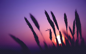 Sunset Time, sunset, nature HD wallpaper