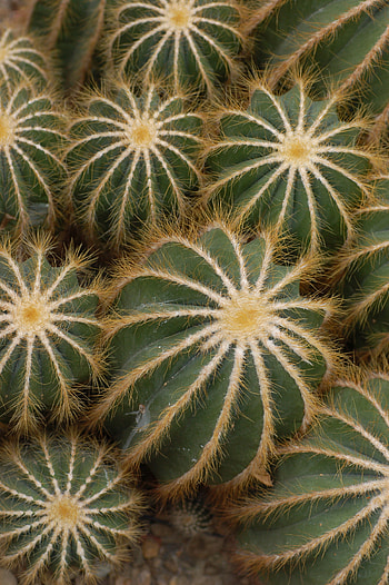 Plants, Cactuses HD phone wallpaper