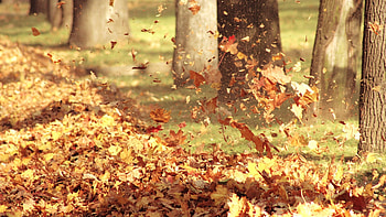 Background, Leaves HD wallpaper
