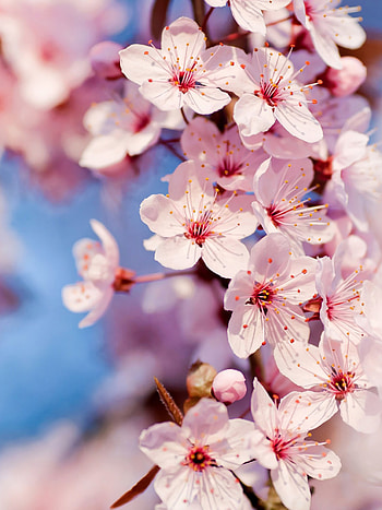 White flower, Nature's elegance, , Serene beauty HD phone wallpaper