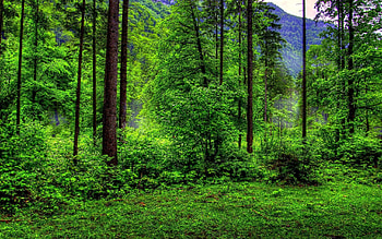 Green Forest, Nature , Green scenery HD wallpaper
