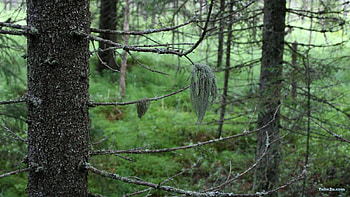 forest, nature HD wallpaper