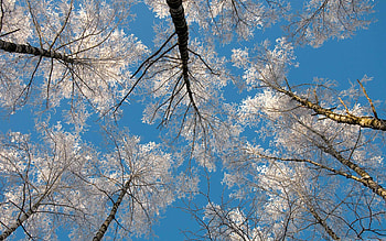 Best birch Mac , , Birch , 1000 HD wallpaper