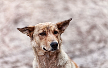 Animals, Dog, Muzzle, Sadness, Wool, Sorrow HD wallpaper