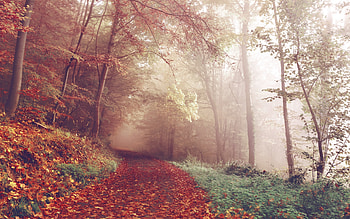 Autumn, leaves on path, trees HD wallpaper