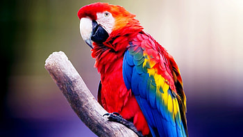 Colorful bird extravaganza, Rainbow feathers, Nature's art, Vibrant canvases HD wallpaper