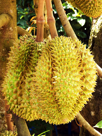 Fresh durian fruit, Tree plantation, Farm experience, Nature escape HD phone wallpaper