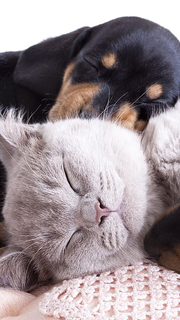 Cat And Dog, Sleeping Cat, Black Puppy HD phone wallpaper