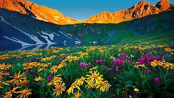 Alpine Flowers in the Rocky Mountains, Colorado, morning, sunrise, wildflowers, blossoms, landscape, usa HD wallpaper
