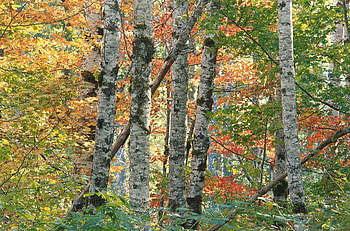 Nature, Trees, Autumn, Leaves, Birches, Forest, Multicolored, Bark HD wallpaper