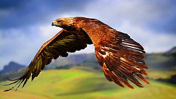 Hawk , Bird, Wildlife HD wallpaper