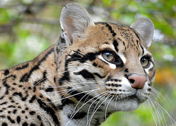 Ocelot, Christopher Peltier, Emerald butterfly, Caribbean island HD wallpaper