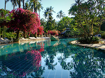 Rest in Thailand, crystal, relax, nice, holiday, trees, water, water pool, travel, palms, exotic, beautiful, summer, thailand, rest, asia, nature, spa, pool, flowers, clear, lovely HD wallpaper