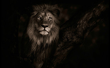 Powerful lion , Captivating background, Wisdom and quotes, Inspiring visuals HD wallpaper
